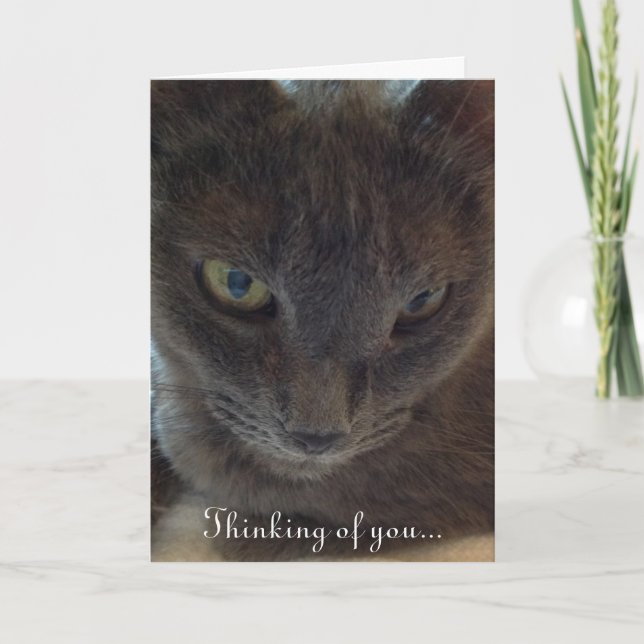 Kitty Cat Get Well Greeting Card (Front)