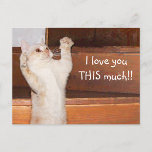 Kitty cat love postcard
