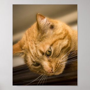 KITTY CAT  POSTER