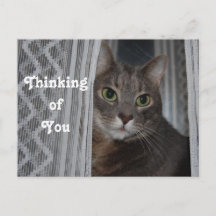 Kitty Cat Thinking of You