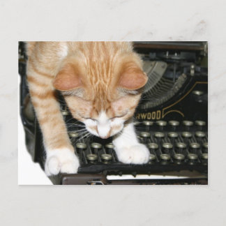 Kitty cat types postcard