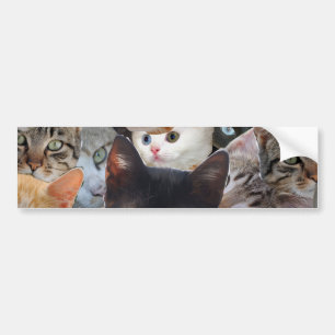 Kitty Collage Bumper Sticker