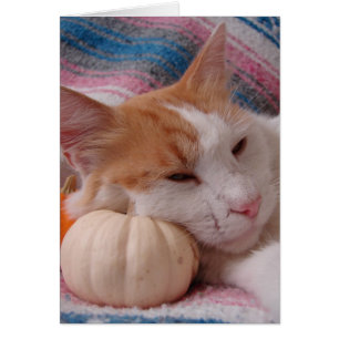 Kitty et Citrouille