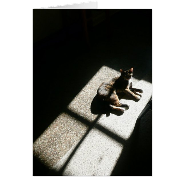 kitty found the sunshine, calico cat in shadows (Front)