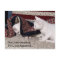Kitty Hide-And-Seek Humour Post Card