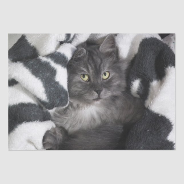 kitty in a blanket tissue paper (Front)