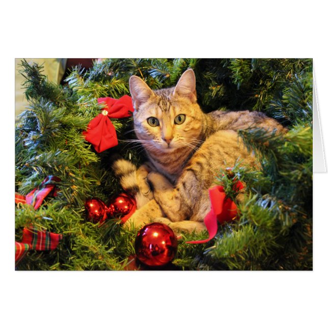 Kitty in the Christmas Tree (Front Horizontal)