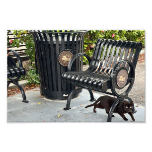 Kitty in The Park Photo Print