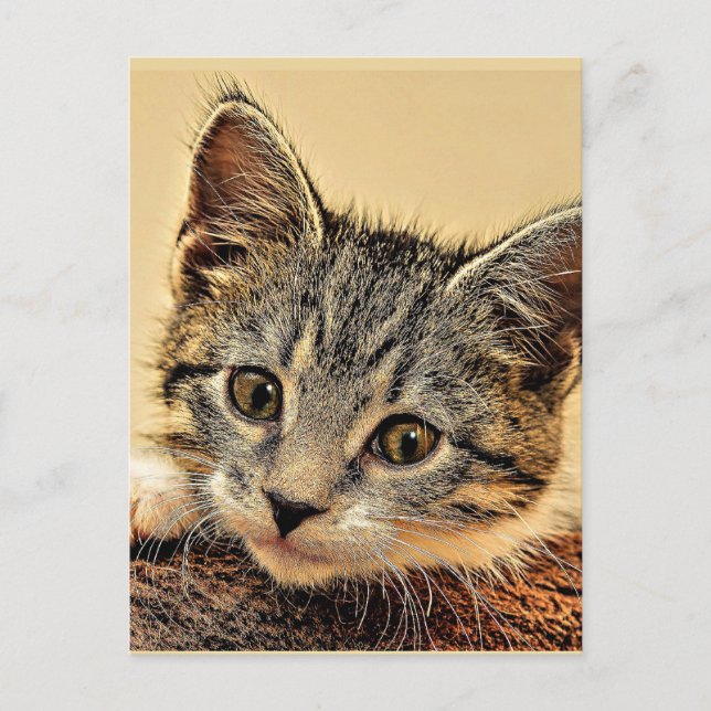 kitty, kitty, cute and cuddly, postcard (Front)