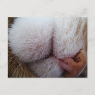 Kitty Lips & Nose Extreme Close Up Postcard
