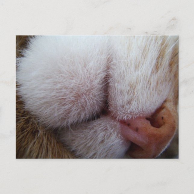 Kitty Lips & Nose Extreme Close Up Postcard (Front)