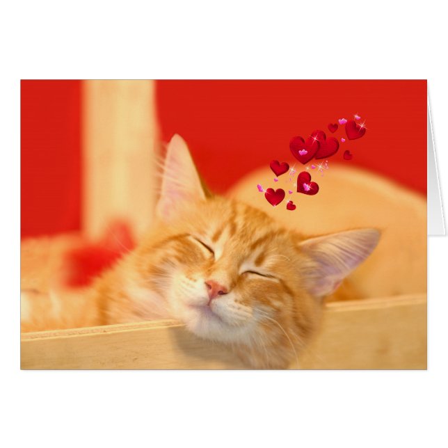 Kitty love even in dreams (Front Horizontal)