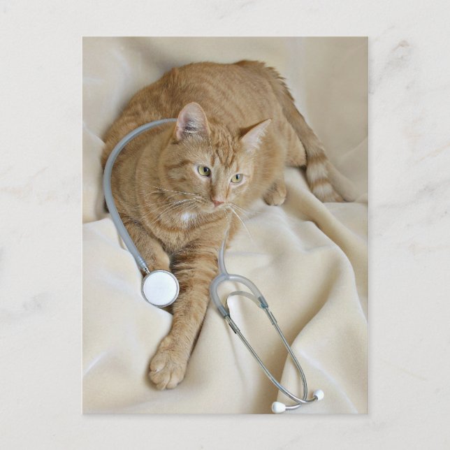 Kitty obtenir carte postale (Devant)