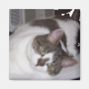 Kitty Paperweight Magnet