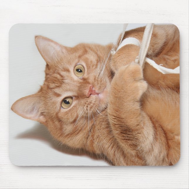 Kitty plays mouse pad (Front)