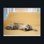 Kitty postcard<br><div class="desc">A rare photo of my sweet kitten,  inspiring relax.</div>