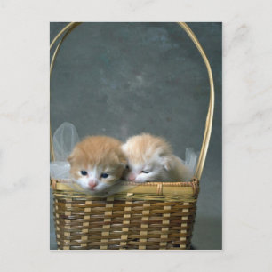 Kitty Postcard