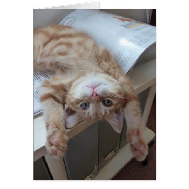 Kitty Relaxing (Front)