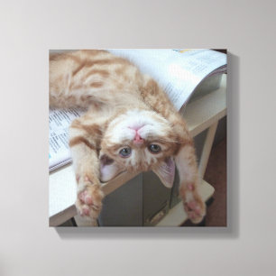 Kitty Relaxing Canvas Print