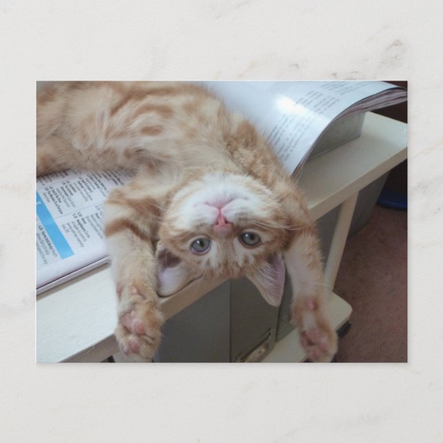 Kitty Relaxing Postcard (Front)