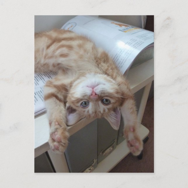 Kitty Relaxing Postcard (Front)