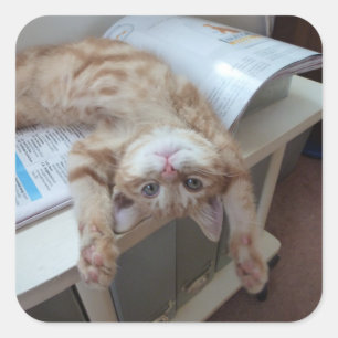 Kitty Relaxing Square Sticker