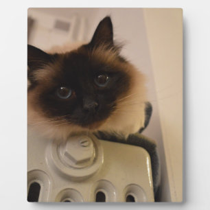 Kitty Siamese Cute Cat Pet Purr Meow Destiny Plaque