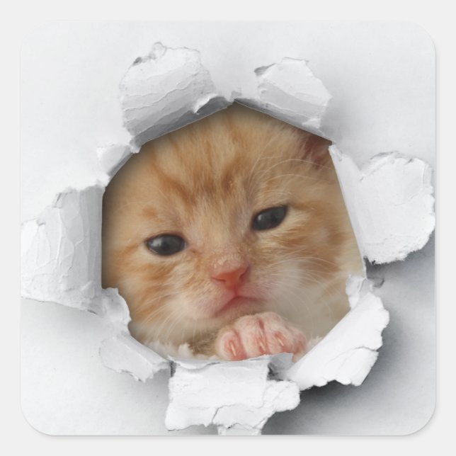 Kitty Square Sticker (Front)