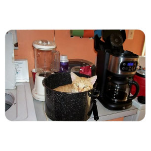 Kitty Stew Magnet
