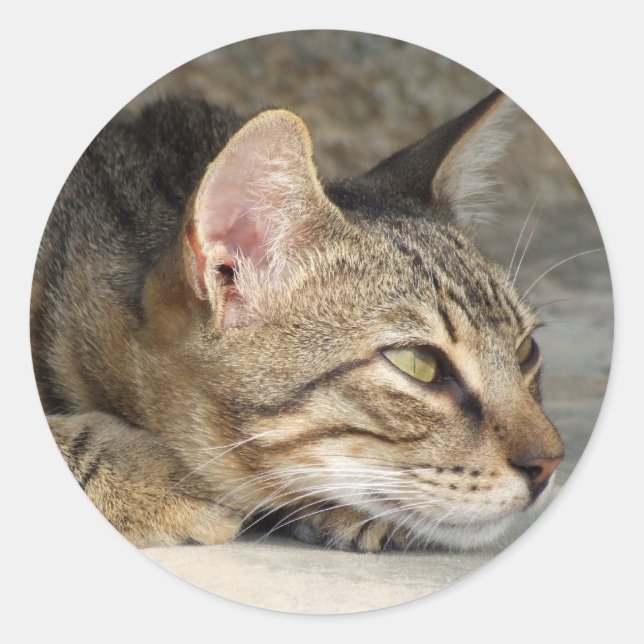 Kitty Stickers (Front)