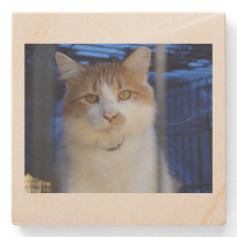 kitty