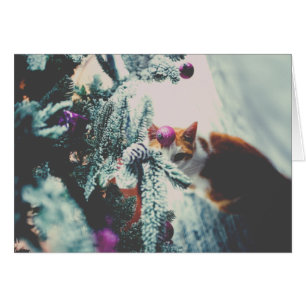 Kitty Under the Christmas Tree