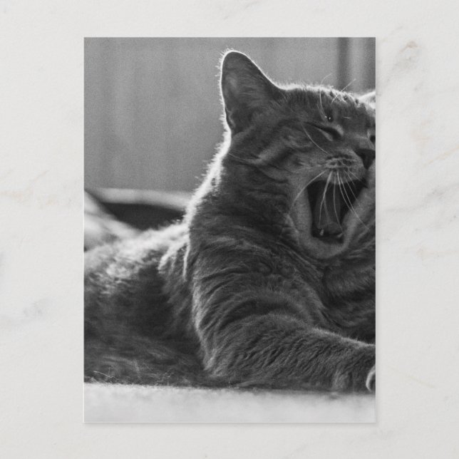Kitty Yawning Postcard (Front)