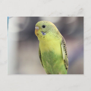 Kiwi Burbell Postcard