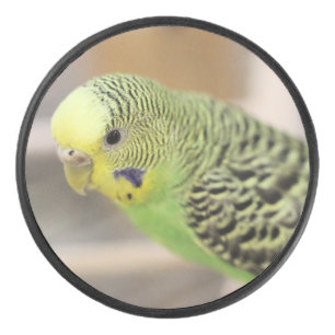 Kiwi Hockey Puck