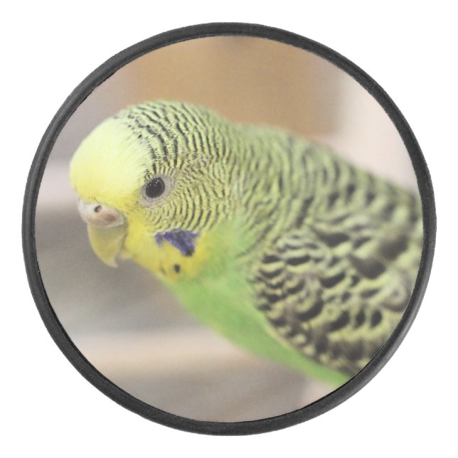 Kiwi Hockey Puck (Front)
