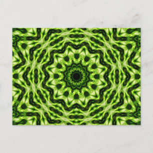 Kiwi Kaleidoscope Postcard
