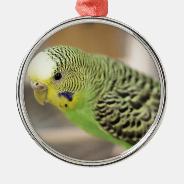 Kiwi Metal Ornament (Front)
