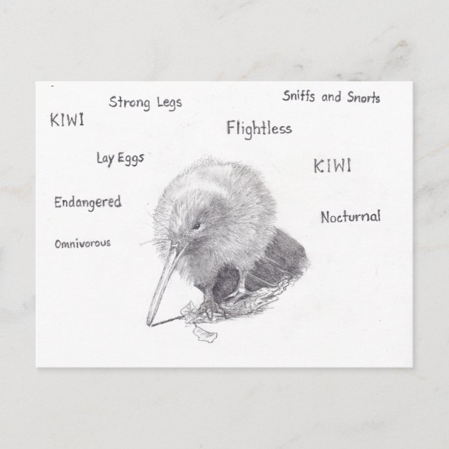 Kiwi out for a walk postcard (Front)