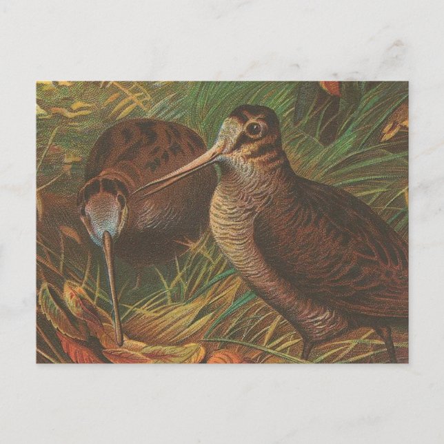 Kiwi Postcard (Front)