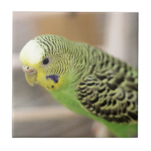 Kiwi Tile