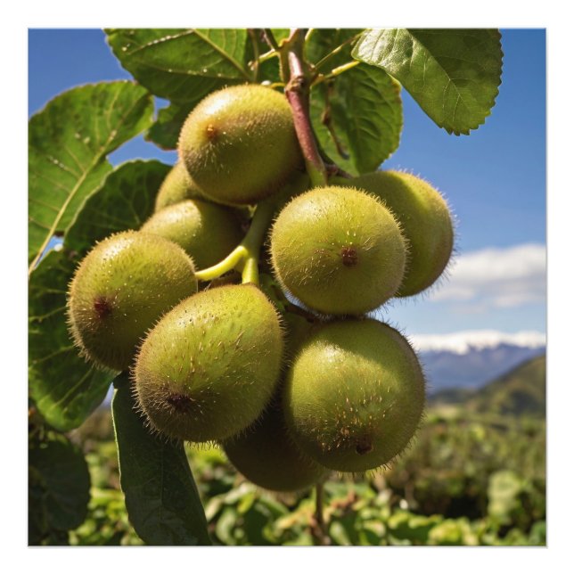 Kiwis on a Tree Photo Print (Front)