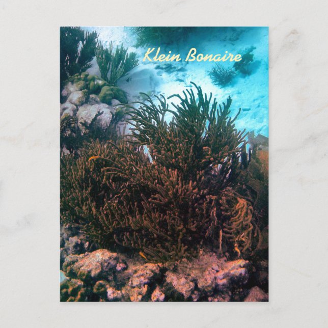 Klein Bonaire Postcard (Front)