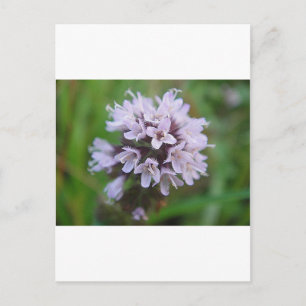 Kleine lila Blüten Postcard