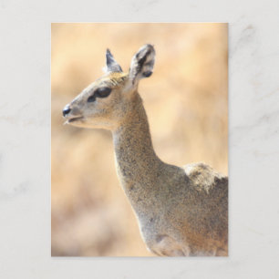 Klipspringer antelope postcard