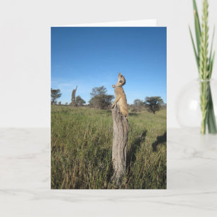 KMP Card 2 - Monkulus