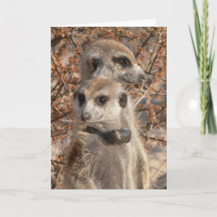 KMP Card 4 - Jo Jo Hello and Habusu