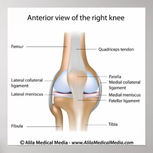 Knee joint anatomy labelled diagram. poster