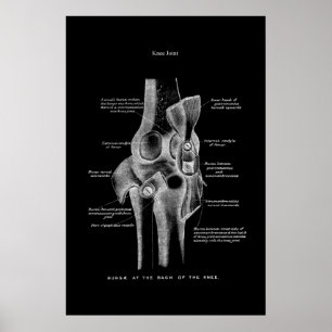 Knee Joint Anatomy Medical Wall Decor