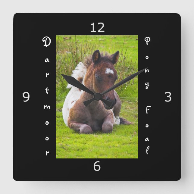 Kneeling Dartmoor Pony Foal Square Wall Clock (Front)